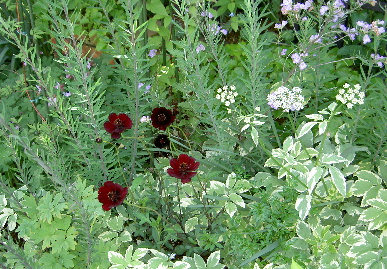 2006.5.20.hadano30.jpg (106775 oCg)