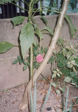 2002.11.16.mini_rose.jpg (62132 oCg)