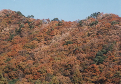 2002.11.23.kouyou1.jpg (63086 oCg)