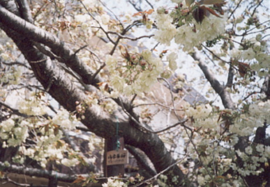 2002.4.4.sakura1.jpg (70707 oCg)