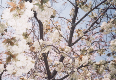 2002.4.4.sakura2.jpg (77716 oCg)