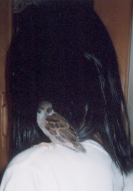 2002.6.20.suzume1.jpg (41400 バイト)