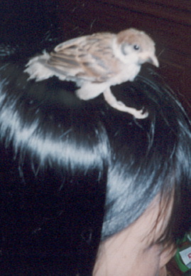 2002.6.20.suzume9.jpg (42744 バイト)