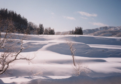 2003.2.4.akita27.jpg (41233 oCg)