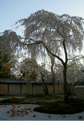 2003.4.10.hukiko1.jpg (74678 oCg)