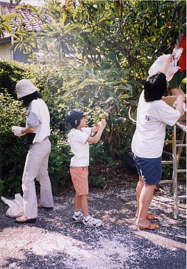 2003.6.8.biwagari2.jpg (98014 oCg)