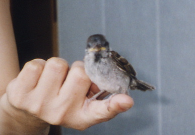 2003.7.27.gifu31.jpg (31024 oCg)