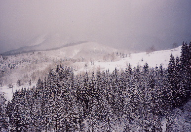 2004.2.18..akita2.jpg (76204 oCg)