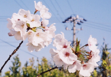 2004.4.10.sakura.jpg (51390 oCg)