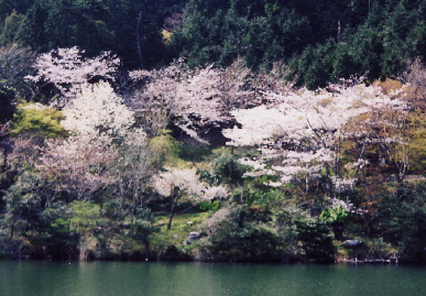 2004.4.3.sakura1.jpg (80318 oCg)