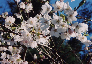 2004.4.8.hanami2.jpg (77417 oCg)