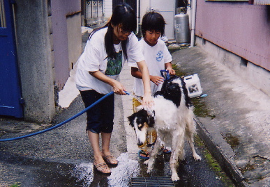 2004.8.7.tanuki1.jpg (74423 oCg)