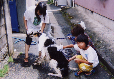 2004.8.7.tanuki7.jpg (81738 oCg)