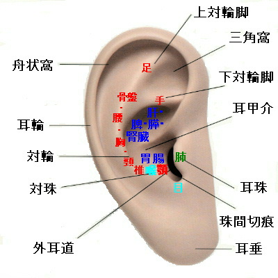 ear4.jpg (56904 バイト)
