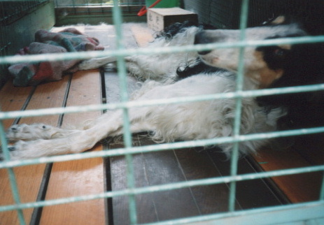 20001.7.20.狸.JPG (60278 バイト)
