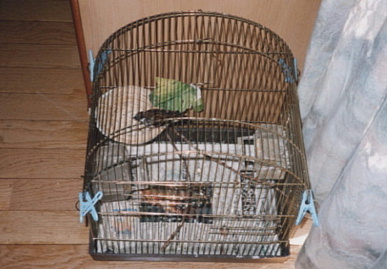 2002.12.12.picchy1.jpg (54959 oCg)