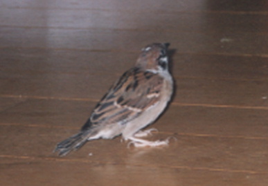 2002.12.12.picchy3.jpg (28105 oCg)