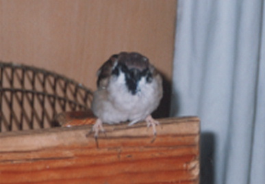 2002.12.12.picchy4.jpg (30489 oCg)