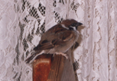 2002.12.12.picchy5.jpg (42768 oCg)
