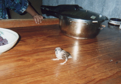 2002.8.26.suzume1.jpg (46350 バイト)