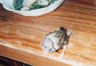 2002.8.26.suzume3.jpg (41707 バイト)