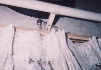 2002.8.26.suzume6.jpg (35725 バイト)