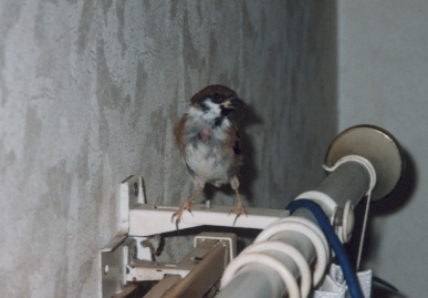 2002.9.10.moe_suzume3.jpg (37794 バイト)