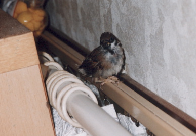 2002.9.10.moe_suzume4.jpg (41232 バイト)
