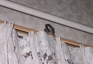 2002.9.10.moe_suzume5.jpg (45473 バイト)