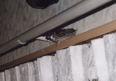 2002.9.10.moe_suzume6.jpg (37786 バイト)