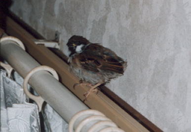 2002.9.11.suzume2.jpg (39119 バイト)
