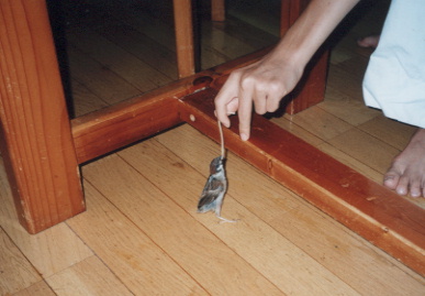 2002.9.20.picchy1.jpg (44820 バイト)