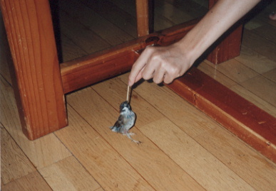 2002.9.20.picchy2.jpg (43782 バイト)