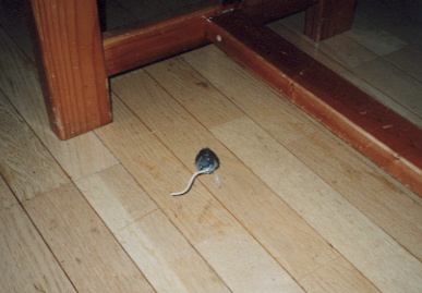 2002.9.20.picchy3.jpg (43476 バイト)