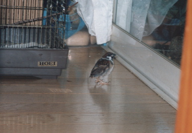 2002.9.20.picchy4.jpg (39798 バイト)