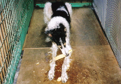 2005.8.18.tanuki1.jpg (85057 oCg)