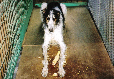 2005.8.18.tanuki2.jpg (85661 oCg)