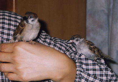 2003.10.15.momochi3.jpg (51052 バイト)