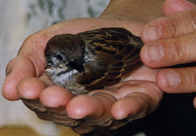 2003.10.3.chip1.jpg (45178 バイト)