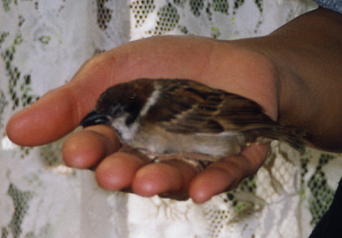 2003.10.3.chip2.jpg (44216 バイト)