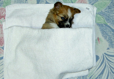 2003.12.29.mio7.jpg (61061 バイト)