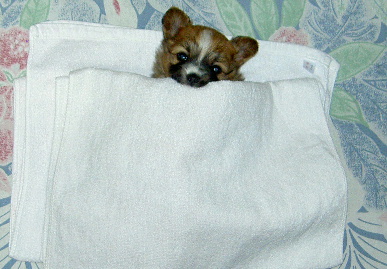 2003.12.29.mio8.jpg (58263 バイト)