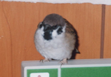 2003.2.7.picchy2.jpg (28789 バイト)