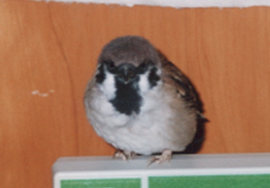 2003.2.7.picchy3.jpg (28703 バイト)