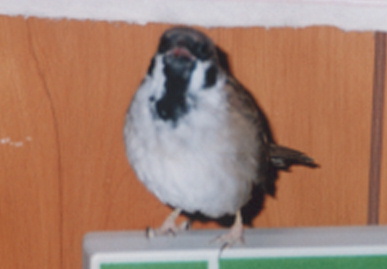 2003.2.7.picchy4.jpg (28610 バイト)