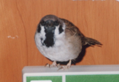 2003.2.7.picchy6.jpg (28674 バイト)