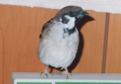 2003.2.7.picchy7.jpg (29499 バイト)