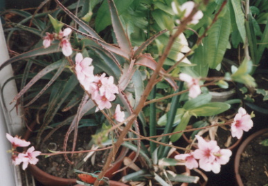 2003.4.13.momo1.jpg (61928 oCg)
