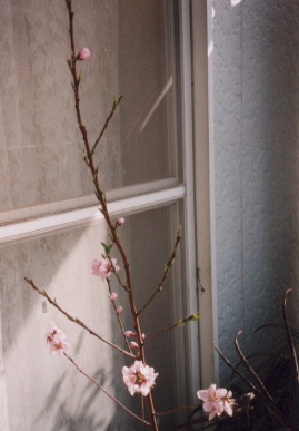 2003.4.13.momo2.jpg (41143 oCg)