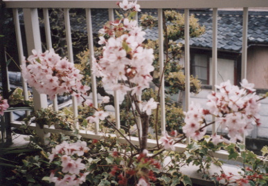 2003.4.13.sakura1.jpg (70962 oCg)